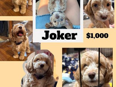 Adorable Aussiedoodle Puppy: Joker - Ready for his Forever Home