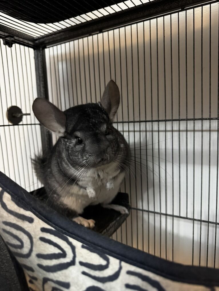 Chinchillas w/cage & Accessories