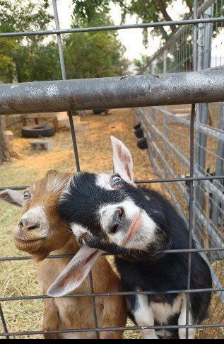 ADGA swiss blue eyed buckling