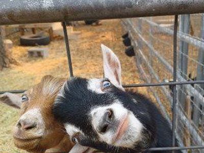 ADGA swiss blue eyed buckling