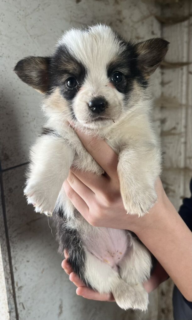 AKC Corgi Puppies Only 2 Left!