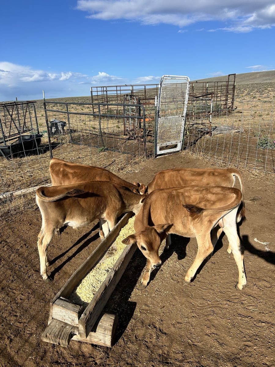 Jersey calves