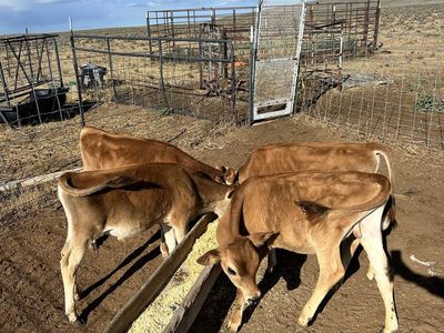 Jersey calves