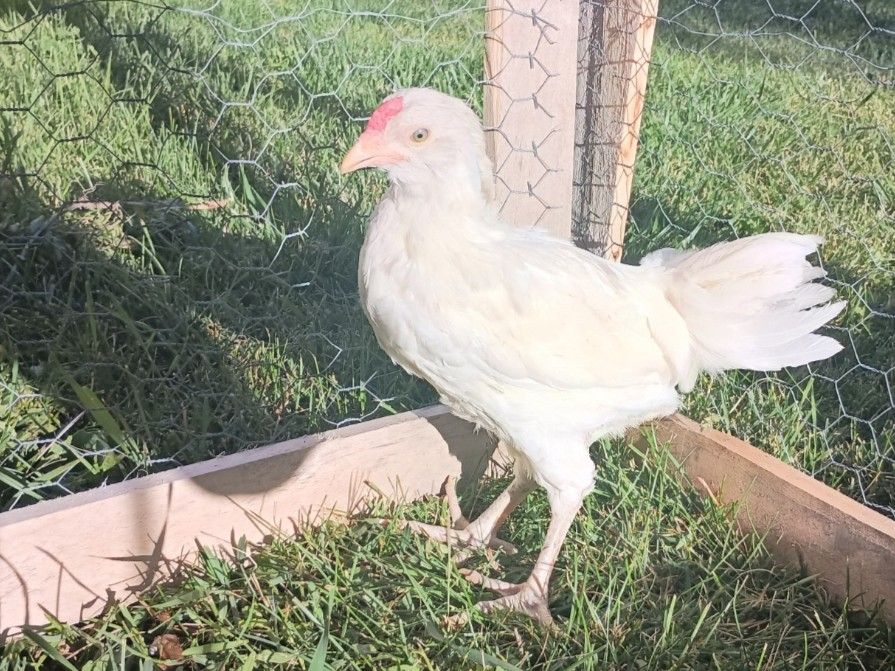 Two young roosters mottled ancona and sapphire jewel