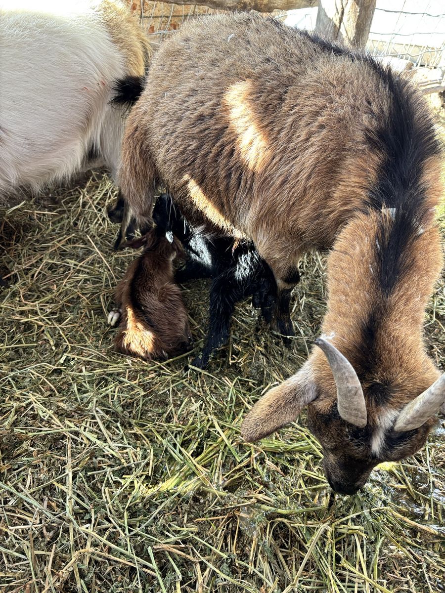Cute Pygmy goats!
