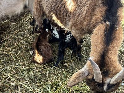 Cute Pygmy goats!