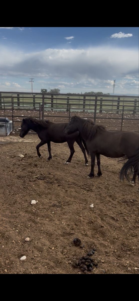 3 pony’s 