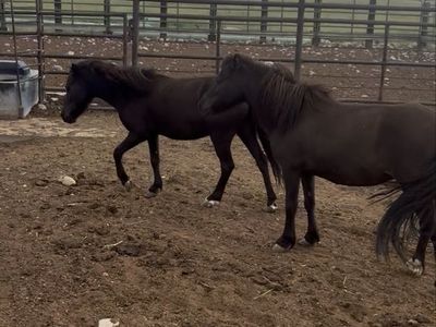 3 pony’s