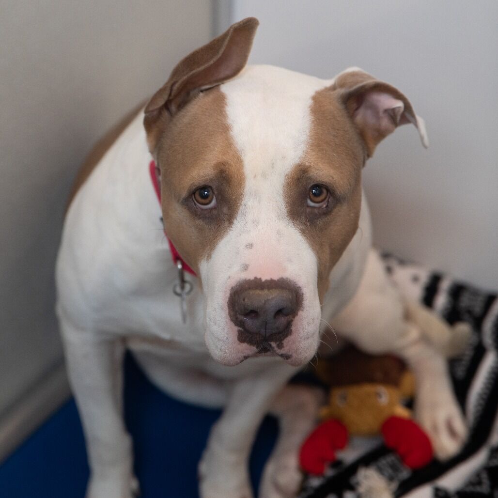 Hello my name is Blue