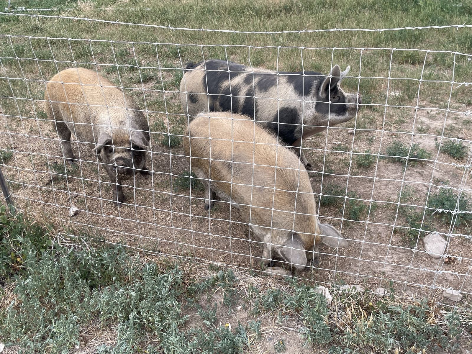 Pork - Idaho Pasture Pig