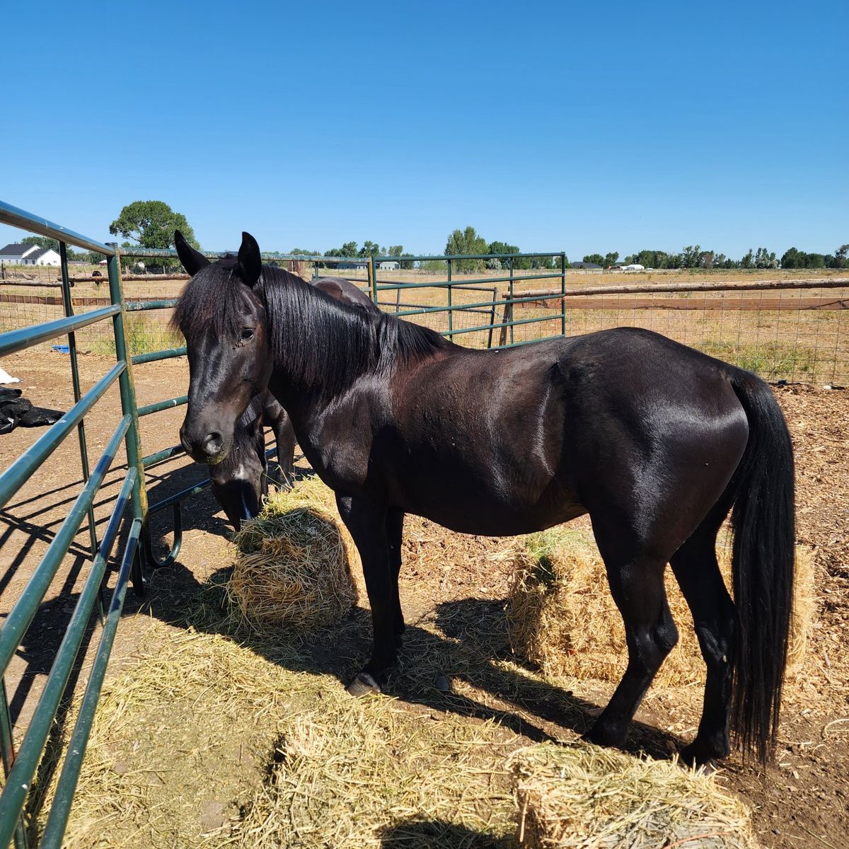 11 year old 13hh pony