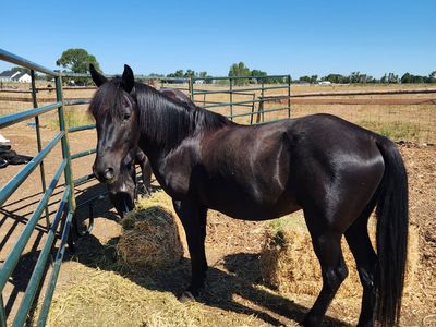 11 year old 13hh pony