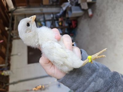 Blue Marans & Olive Eggers