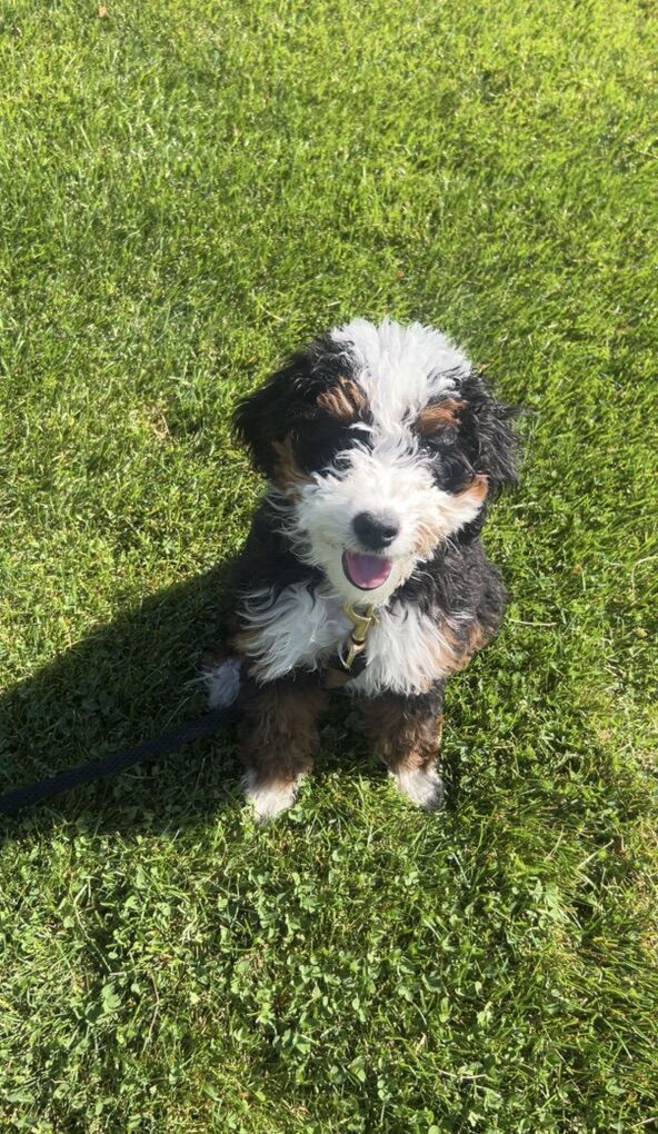 Mini Bernedoodle
