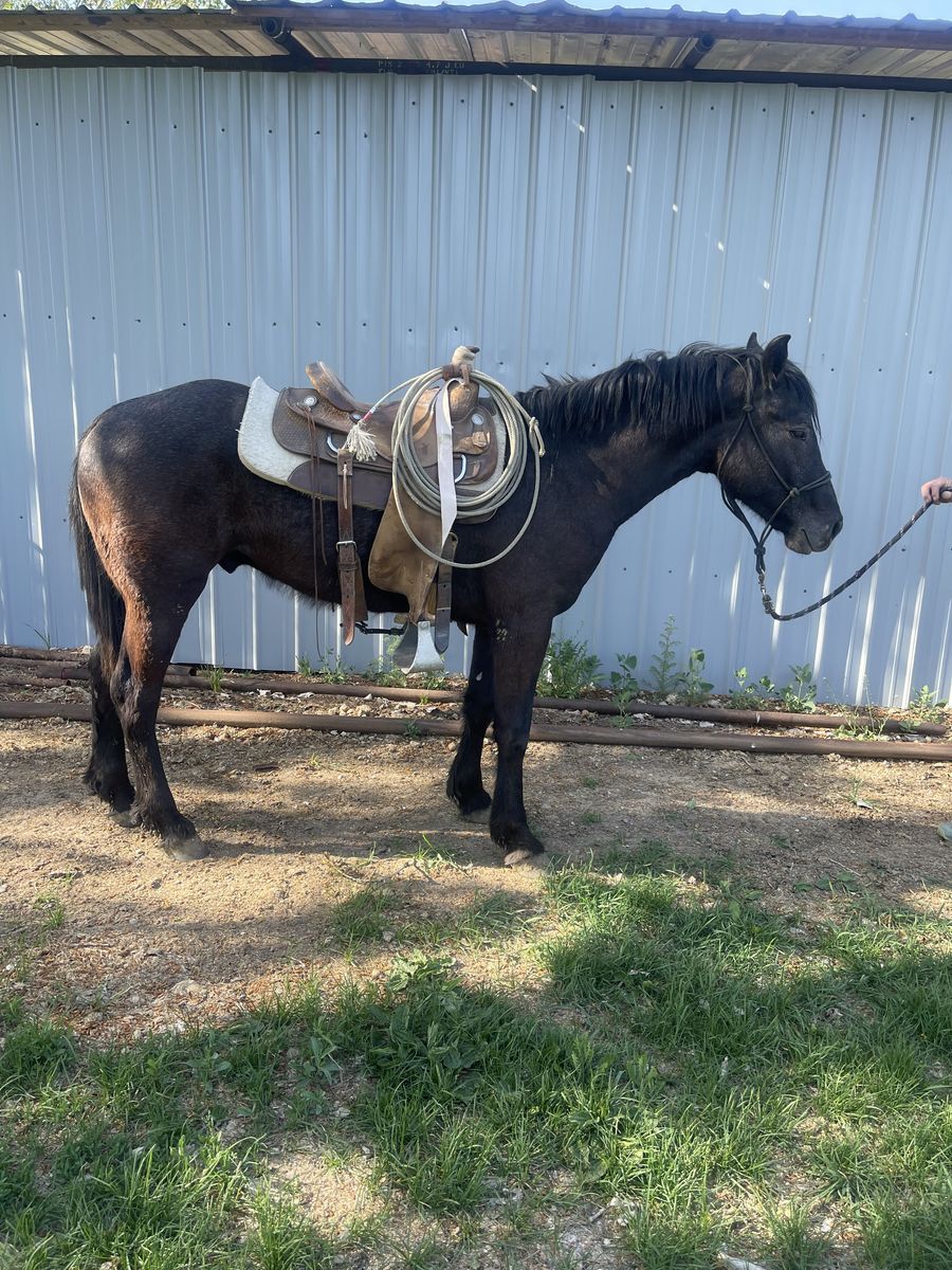 2 year old gelding