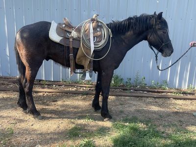 2 year old gelding