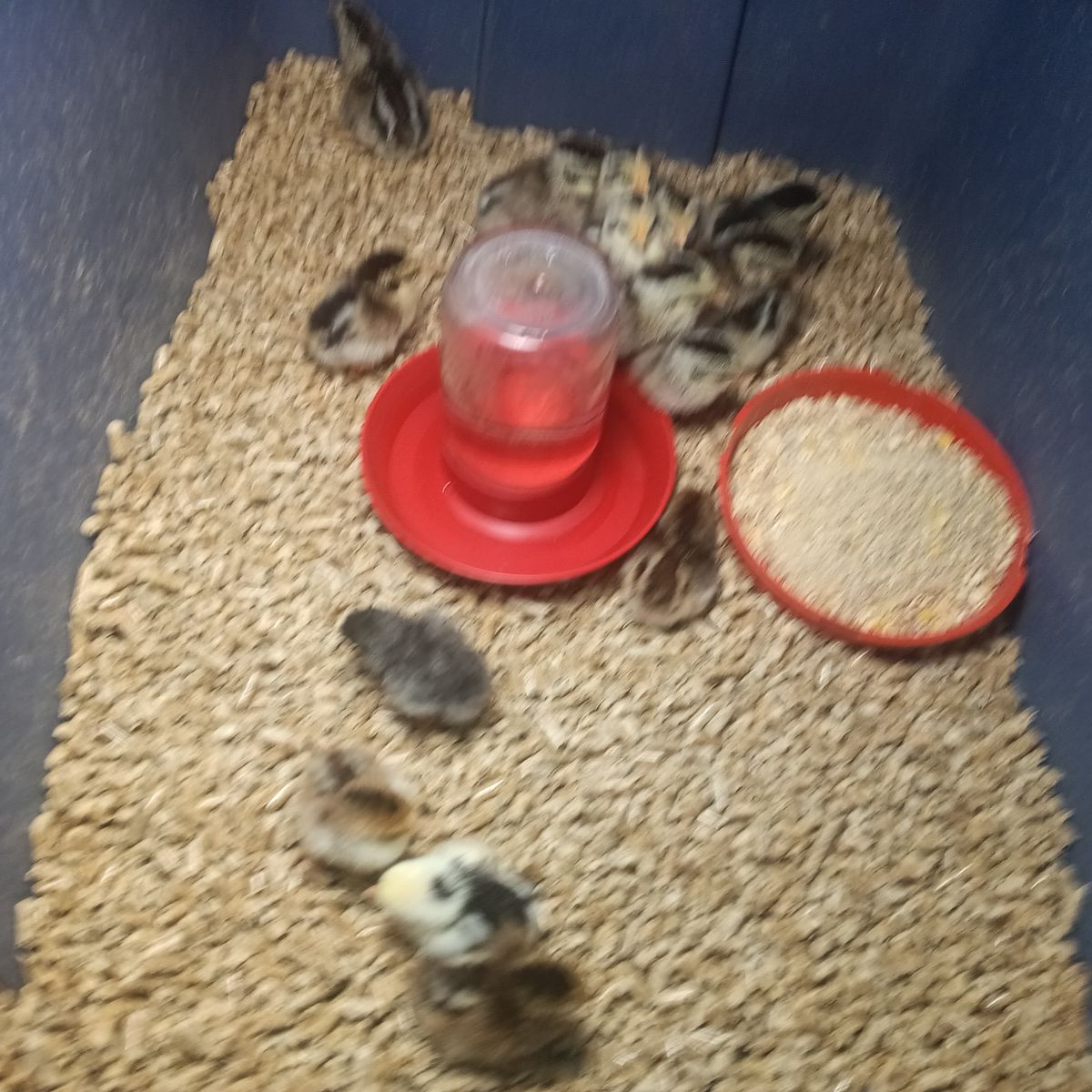 Pure bred silver and golden duckwing phoenix bantams 6 days old beautiful show quality birds 10 each