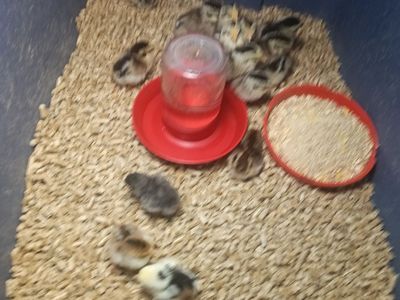 Pure bred silver and golden duckwing phoenix bantams 6 days old beautiful show quality birds 10 each