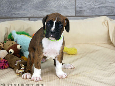 Boxer AKC puppies