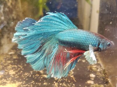 Import elephant ears Betta