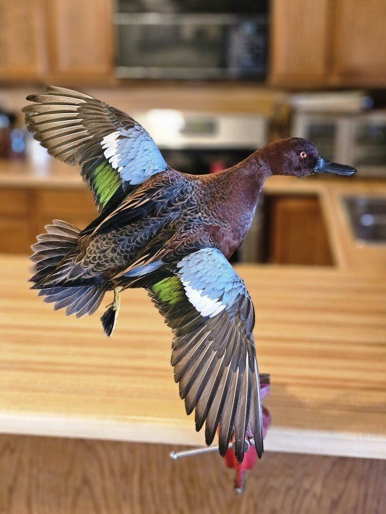 Taxidermist - Big Game/Waterfowl - Utah County