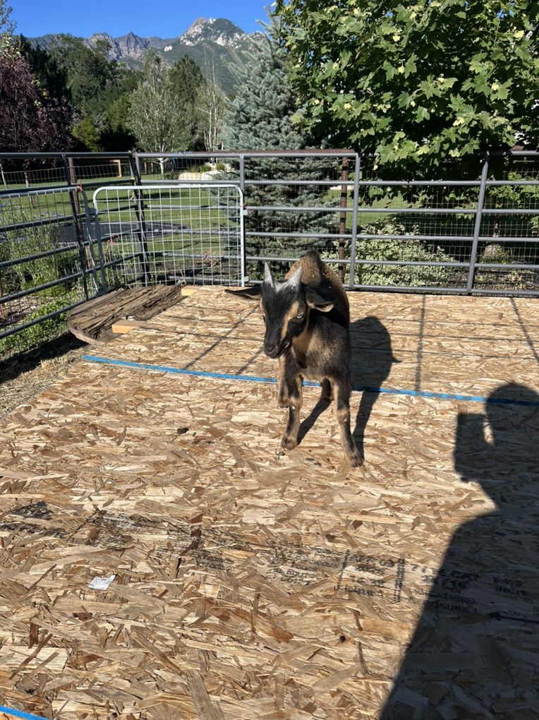 Nigerian Dwarf