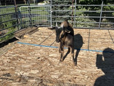Nigerian Dwarf