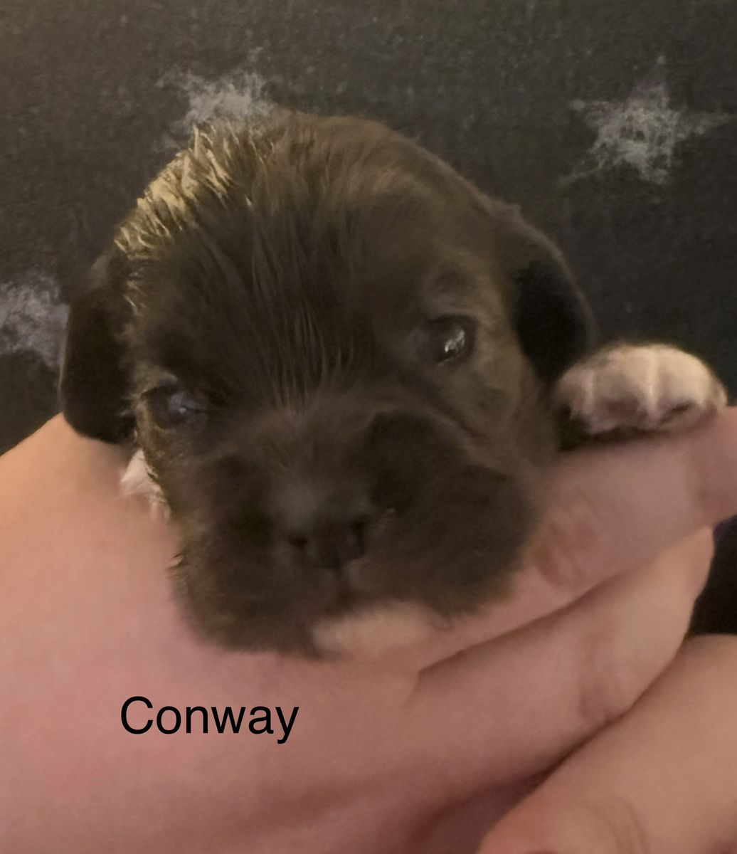 AKC MALE COCKER SPANIEL