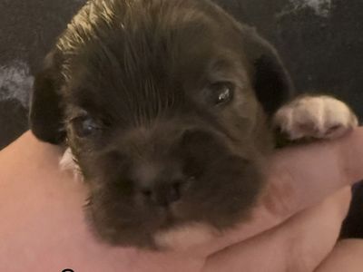AKC MALE COCKER SPANIEL
