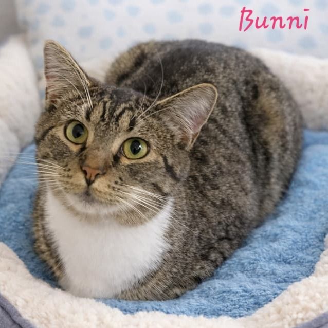 Hello my name is Bunni