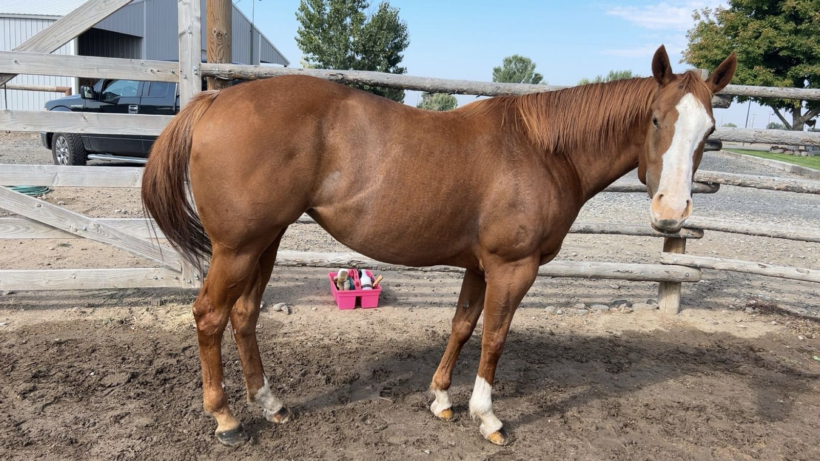 2020 AQHA Racebred Mare