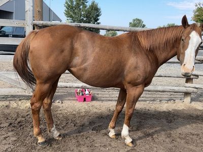 2020 AQHA Racebred Mare