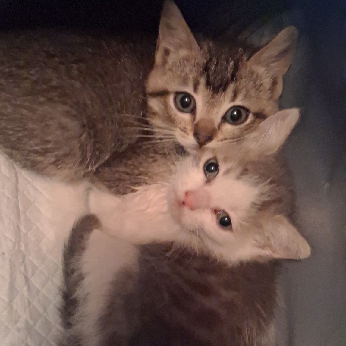 Itty Bitty Kittens
