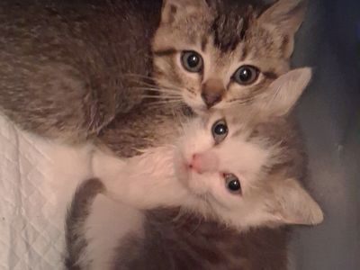 Itty Bitty Kittens