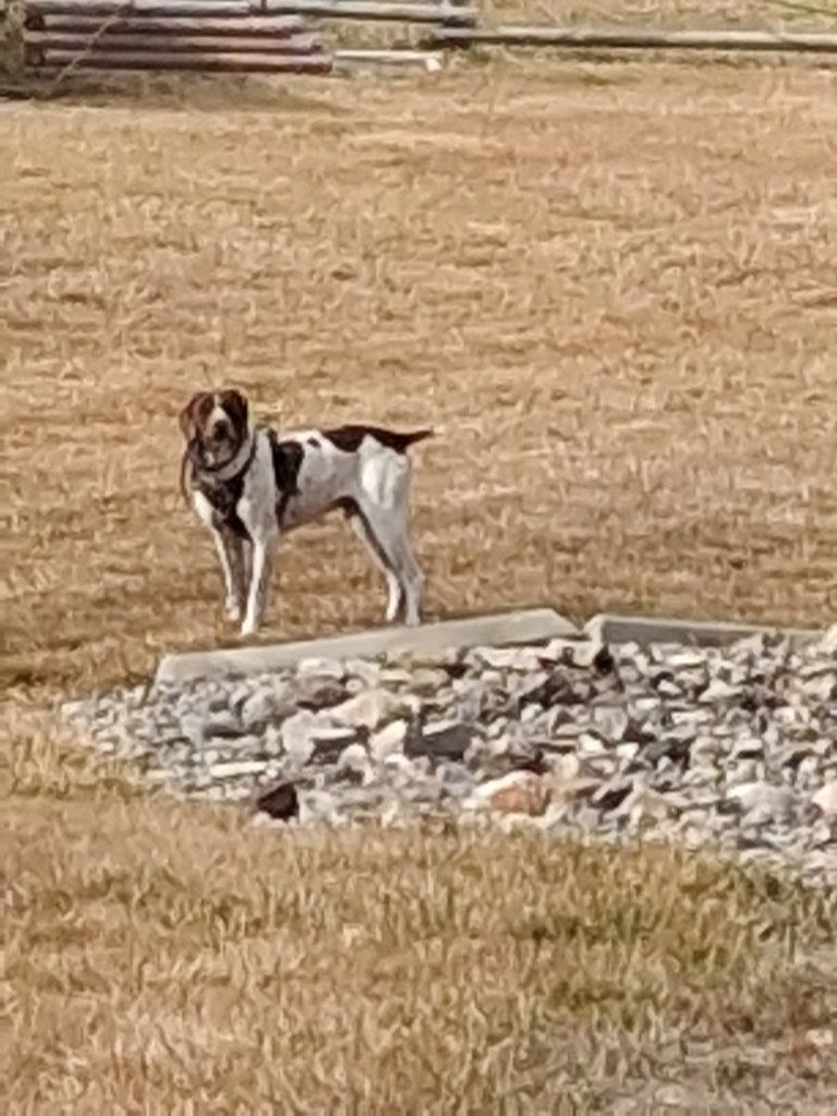 German Shorthaired Pointer Dog