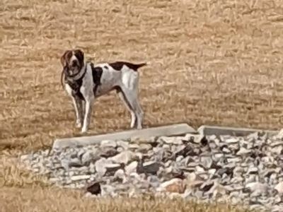 German Shorthaired Pointer Dog