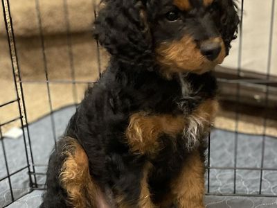 Cavapoo Puppies | Hypoallergenic | Like Goldendoodle, Aussiedoodle, Labradoodle