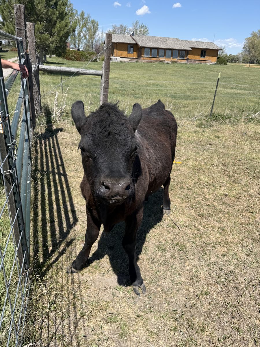 Angus heifer