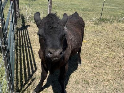 Angus heifer