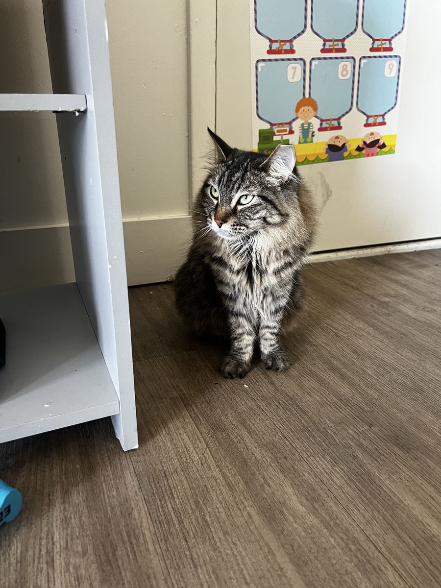 Female Cat