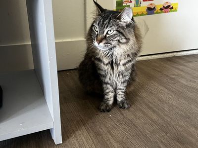 Female Cat