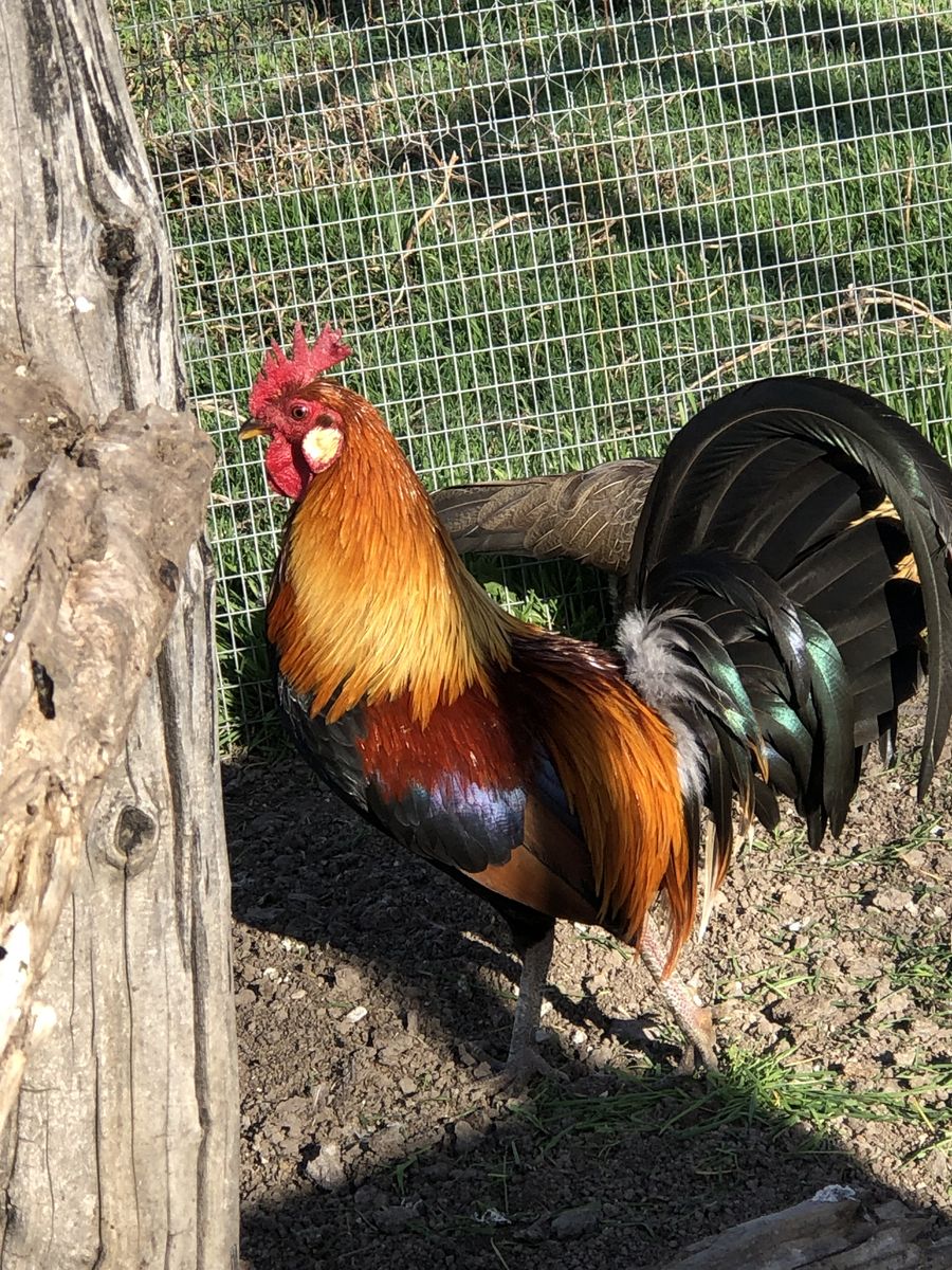 Red Indian Jungle Fowl Rooster