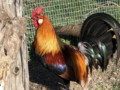 Red Indian Jungle Fowl Rooster