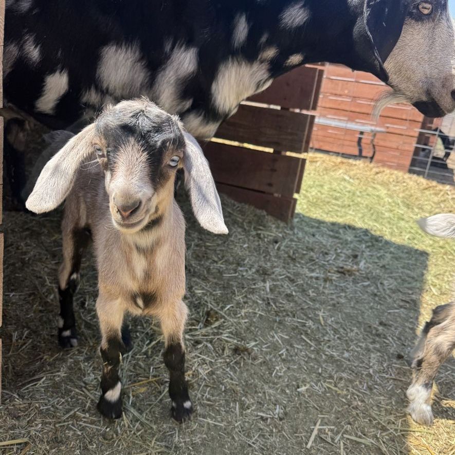 Mini Nubian and Nigerian baby goats