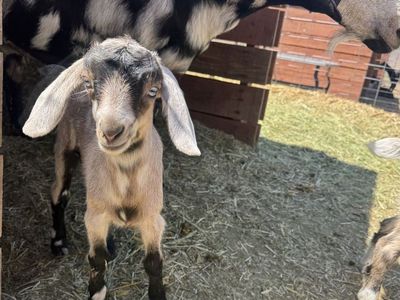 Mini Nubian and Nigerian baby goats