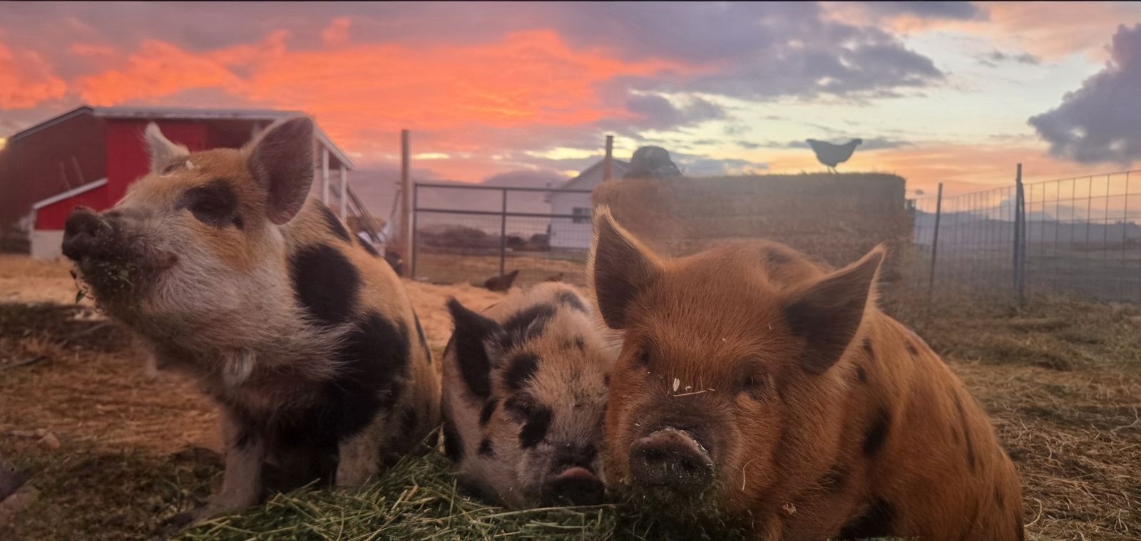 Purebred KuneKune Pigs – Friendly, Easy Keepers & Great Breeding Potential