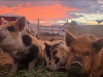 Purebred KuneKune Pigs – Friendly, Easy Keepers & Great Breeding Potential