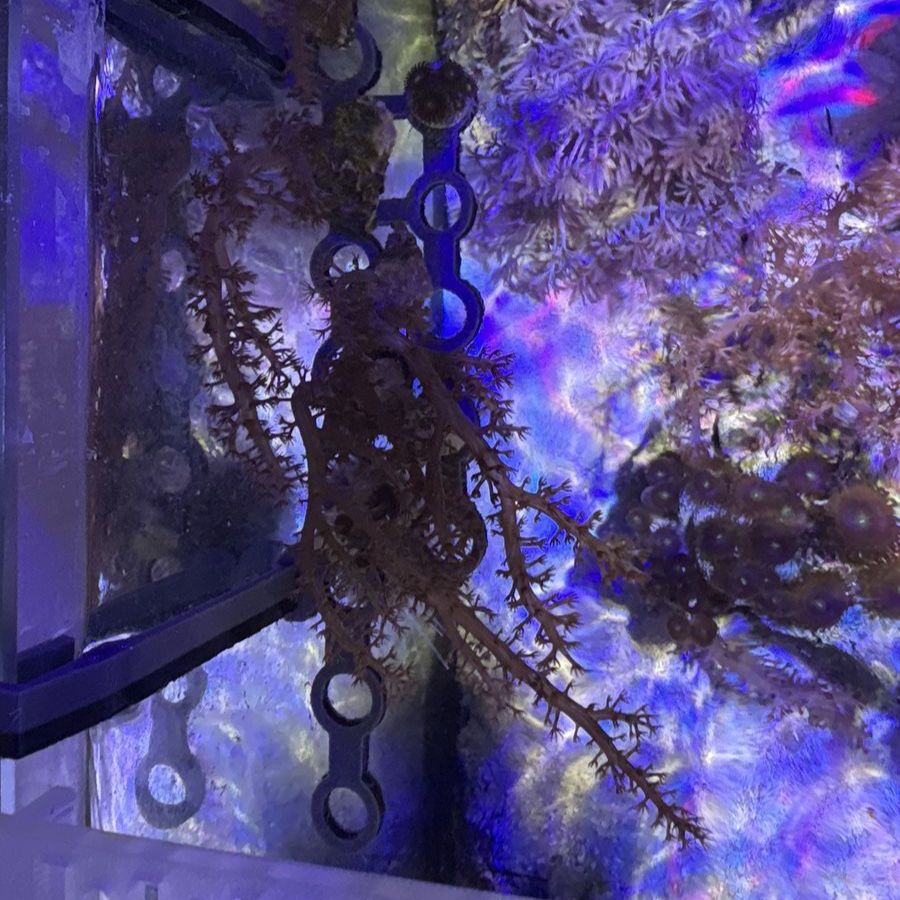 Coral frags $15