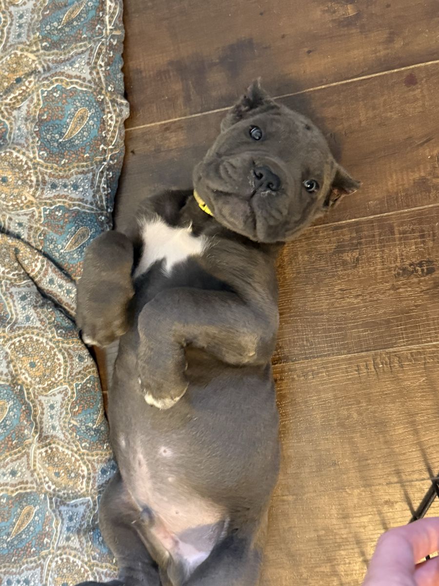 Akc registered Cane Corso puppies