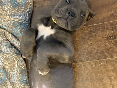 Akc registered Cane Corso puppies